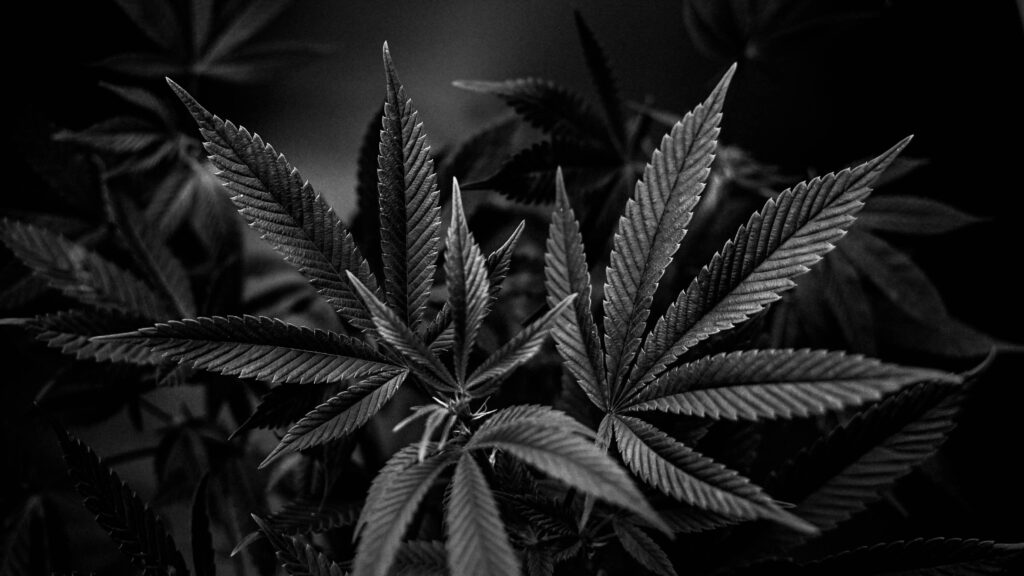cannabis-dispensary-estes
