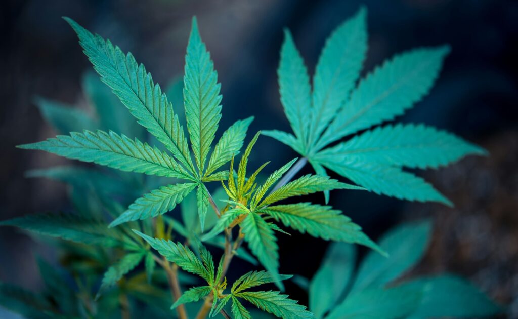 cannabis-dispensary-rocky