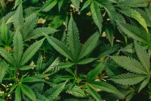cannabis-dispensary-santafe