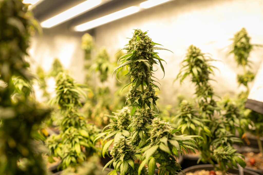 cannabis-dispensary-tucumcari
